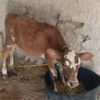 فروش گاو جرسی