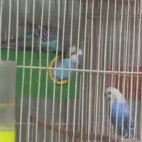 مرغ عشق و فنچ. ۲۵۰