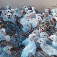 جوجه شاخدار|حیوانات مزرعه|تهران, اکباتان|دیوار