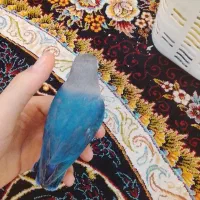 طوطی برزیلی رنگ خاص