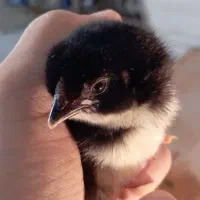 جوجه مرغ و خروس گلین لری اصیل چندروزه کیفیت بالا|حیوانات مزرعه|قم, نیروگاه|دیوار