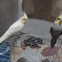 عروس هلندی|پرنده|شیراز, بید زرد|دیوار