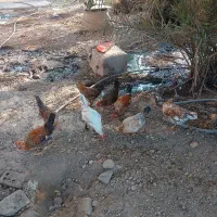 مرغ گلین 9عدد