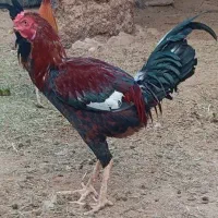 فروش نزار چاق چاق و خروس|حیوانات مزرعه|رویدر, |دیوار