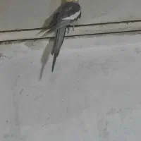 عروس هلندی|پرنده|مهدی شهر, |دیوار