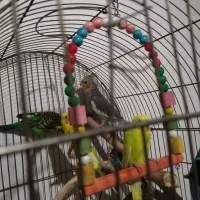 عروس هلندی و مرغ عشق|پرنده|مشهد, موسوی قوچانی|دیوار