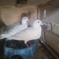 کبوتر