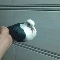 فروش ۵تاکبوترکربلایی درراور