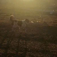 واگذاری سگ قدریجون نگهبان صدرصد|سگ|کرمانشاه, |دیوار