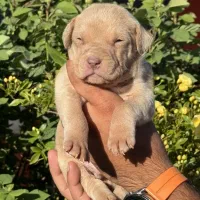 توله پیتبول شجره‌دار کیفیت سوپرچمپیون