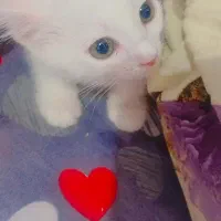 تعدادی گربه بازیگوش خونگی