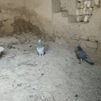 کبوتر معامله باطوقی