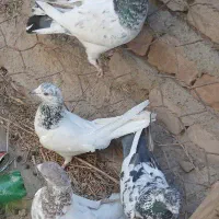 کبوتر|پرنده|بمپور, |دیوار