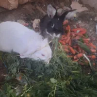خرگوش  نر وماده لوپ