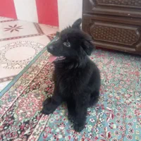 توله ژرمن بلک ماده|سگ|بم, |دیوار