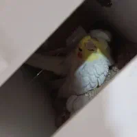 جفت عروس هلندی مولد جوان با سابقه جوجه دهی