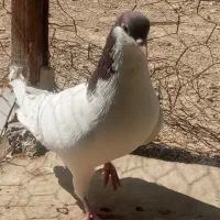 کفتر سالم است
