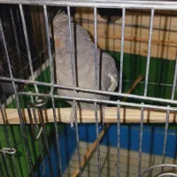 عروس هلندی|پرنده|پاکدشت, حصار امیر|دیوار