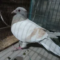 فروش یک عدد کبوتر نامه بر