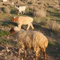 میش شیری بدون بره