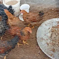 جوجه ۵ ۶ ماهه
