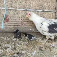 مرغ و خروس طاقچه گلین ،لاری،گردن لخ وکاکلی