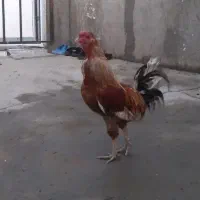 خروس اصیل