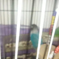 کوتوله وملنگو|پرنده|رفسنجان, |دیوار