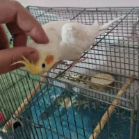 پرنده عروس هلندی|پرنده|خرمآباد, |دیوار