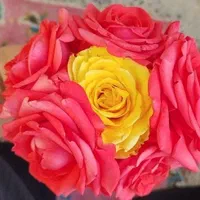 گلی