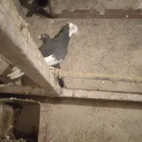 کبوتر پرشی|حیوانات|اشتهارد, |دیوار