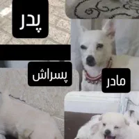 سگ پاکوتاه پامر