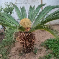 درخچه سیکاس ماده بالای 15 سال