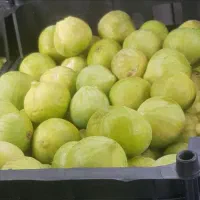 انجیر سفید شیرین گلوگاه