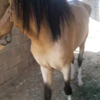 اسب ترکمن|اسب و تجهیزات اسبسواری|خلیل آباد, |دیوار