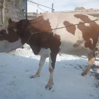 گاو سیمنتال شیری|حیوانات مزرعه|نظر کهریزی, |دیوار