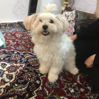 شیطون و بازیگوش