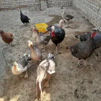 غاز وبوقلمون|حیوانات مزرعه|شهریار, بکه|دیوار