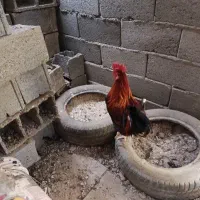 مرغ خروس|حیوانات مزرعه|شاهین‌شهر, شهرک میلاد|دیوار