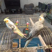 یک جفت عروس نروماده نوجفت