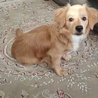 واگذاری سگ اشپیتز ۶ماهه باهوش