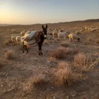 الاغ نر مشکی|حیوانات مزرعه|قائن, |دیوار