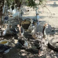 تخم.قوغاز اصیل نطفه دار|حیوانات مزرعه|بهشهر, |دیوار