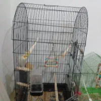 عروس هلندی سخنگو