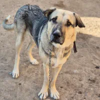 سگ پژدر عراقی