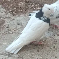 کبوتر های نقش و رنگ عالی|پرنده|تهران, وحیدیه|دیوار