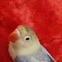 طوطی برزیلی خوشگل