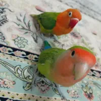 طوطی برزیلی|پرنده|بندرعباس, |دیوار