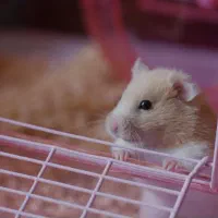 همستر مرجع ترین و تخصصی ترین مجموعه ماییم|موش و خرگوش|اصفهان, نقش جهان|دیوار