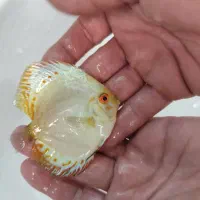 دیسکس وایت باترفلای.ترکوئیز.ردمپ وگلدن مپ در۳سایز